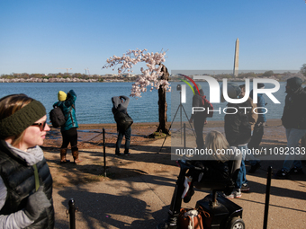 Crowds gather to view a small cherry blossom tree nicknamed 'Stumpy' at the Tidal Basin in Washington, D.C. on March 22, 2024 pending its im...