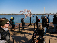 Crowds gather to view a small cherry blossom tree nicknamed 'Stumpy' at the Tidal Basin in Washington, D.C. on March 22, 2024 pending its im...