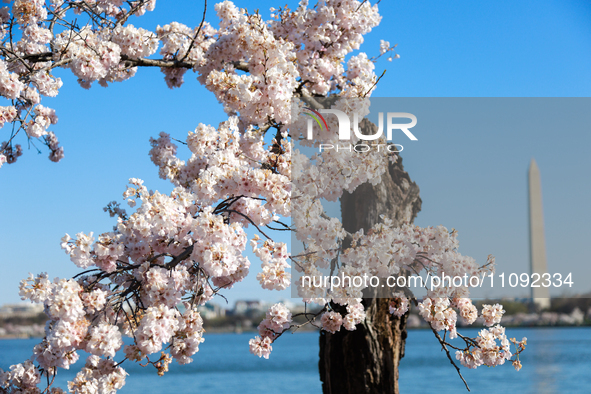 A small cherry blossom tree nicknamed 'Stumpy' is seen at the Tidal Basin in Washington, D.C. on March 22, 2024 pending its imminent removal...