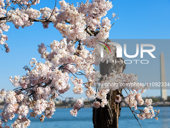 A small cherry blossom tree nicknamed 'Stumpy' is seen at the Tidal Basin in Washington, D.C. on March 22, 2024 pending its imminent removal...