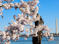 A small cherry blossom tree nicknamed 'Stumpy' is seen at the Tidal Basin in Washington, D.C. on March 22, 2024 pending its imminent removal...