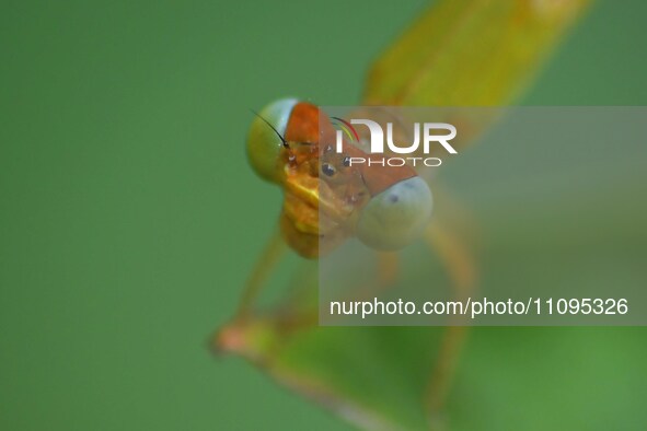 A damselfly is sitting on a leaf in a garden in Nagaon district, Assam, India, on March 24, 2024. 