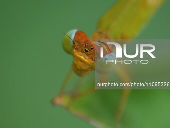 A damselfly is sitting on a leaf in a garden in Nagaon district, Assam, India, on March 24, 2024. (