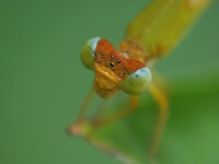 A damselfly is sitting on a leaf in a garden in Nagaon district, Assam, India, on March 24, 2024. (