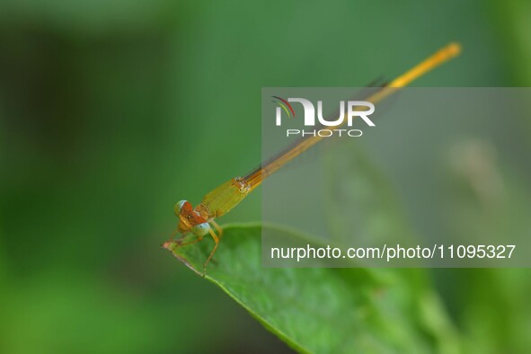 A damselfly is sitting on a leaf in a garden in Nagaon district, Assam, India, on March 24, 2024. 