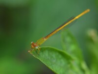 A damselfly is sitting on a leaf in a garden in Nagaon district, Assam, India, on March 24, 2024. (