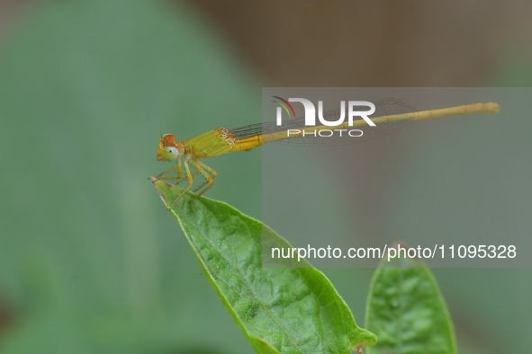 A damselfly is sitting on a leaf in a garden in Nagaon district, Assam, India, on March 24, 2024. 