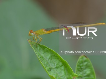 A damselfly is sitting on a leaf in a garden in Nagaon district, Assam, India, on March 24, 2024. (