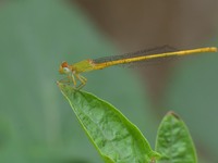 A damselfly is sitting on a leaf in a garden in Nagaon district, Assam, India, on March 24, 2024. (