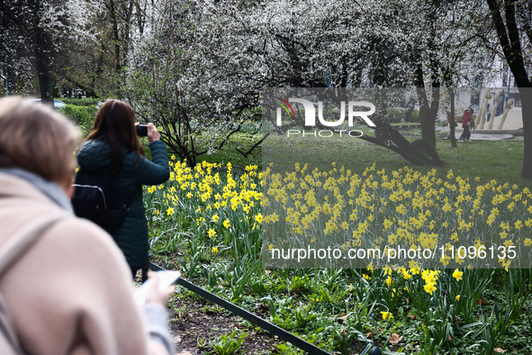 Jonquil flowers blooming in planty park in Krakow, Poland on March 24, 2024. 