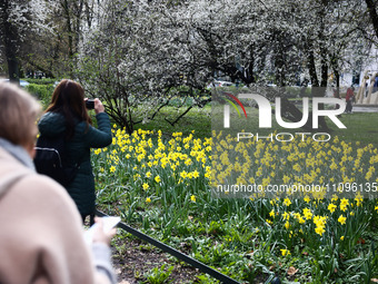 Jonquil flowers blooming in planty park in Krakow, Poland on March 24, 2024. (