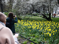 Jonquil flowers blooming in planty park in Krakow, Poland on March 24, 2024. (