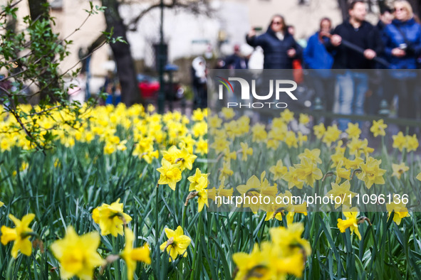 Jonquil flowers blooming in planty park in Krakow, Poland on March 24, 2024. 