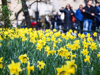 Jonquil flowers blooming in planty park in Krakow, Poland on March 24, 2024. (