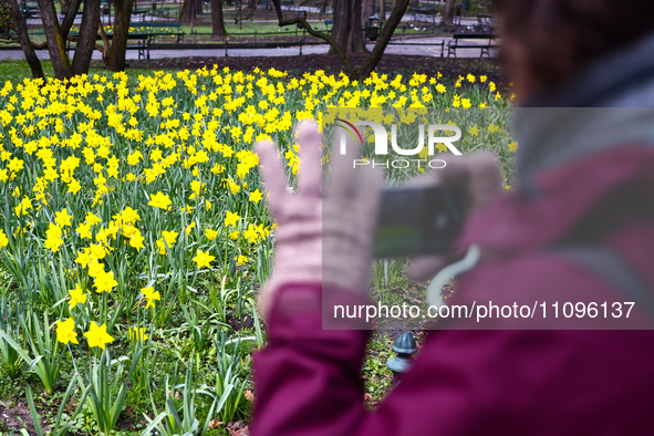 Jonquil flowers blooming in planty park in Krakow, Poland on March 24, 2024. 