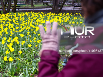 Jonquil flowers blooming in planty park in Krakow, Poland on March 24, 2024. (