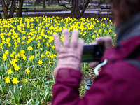 Jonquil flowers blooming in planty park in Krakow, Poland on March 24, 2024. (