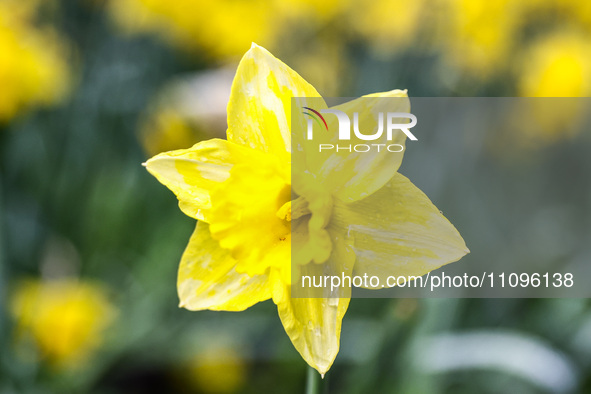 Jonquil flowers blooming in planty park in Krakow, Poland on March 24, 2024. 