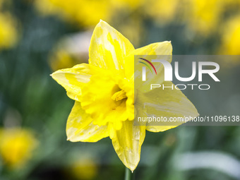 Jonquil flowers blooming in planty park in Krakow, Poland on March 24, 2024. (