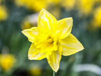 Jonquil flowers blooming in planty park in Krakow, Poland on March 24, 2024. (