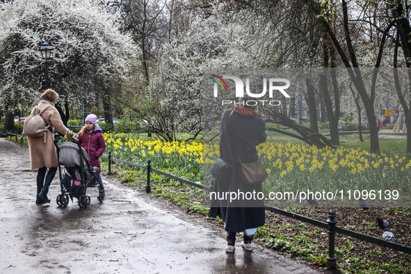 Jonquil flowers blooming in planty park in Krakow, Poland on March 24, 2024. 