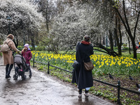 Jonquil flowers blooming in planty park in Krakow, Poland on March 24, 2024. (