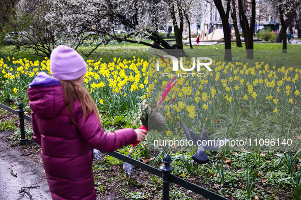 Jonquil flowers blooming in planty park in Krakow, Poland on March 24, 2024. 