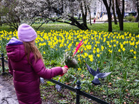 Jonquil flowers blooming in planty park in Krakow, Poland on March 24, 2024. (