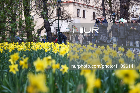 Jonquil flowers blooming in planty park in Krakow, Poland on March 24, 2024. 