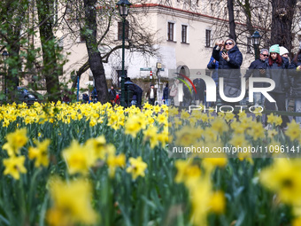 Jonquil flowers blooming in planty park in Krakow, Poland on March 24, 2024. (