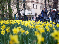 Jonquil flowers blooming in planty park in Krakow, Poland on March 24, 2024. (