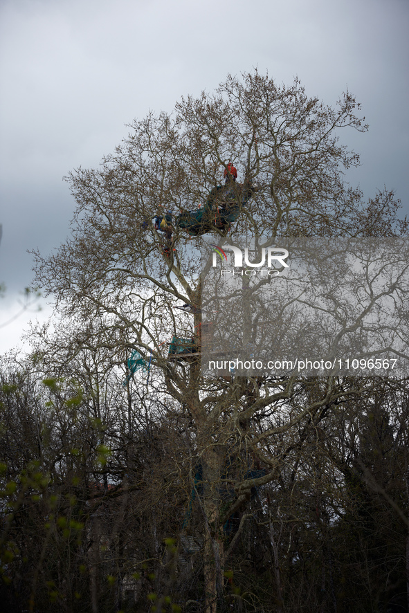 A plane tree in Saix, France, is currently hosting an Ecureuil (in red) who is standing in the tree to prevent its cutting for the A69 highw...