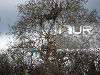 A plane tree in Saix, France, is currently hosting an Ecureuil (in red) who is standing in the tree to prevent its cutting for the A69 highw...