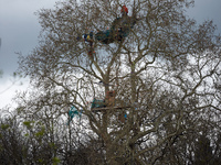 A plane tree in Saix, France, is currently hosting an Ecureuil (in red) who is standing in the tree to prevent its cutting for the A69 highw...