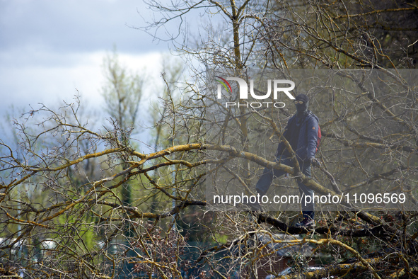 An activist from a ZAD (Zone to Defend) is standing on a cut tree in the Crem'Arbre woods in Saix, Tarn, France, on March 24, 2024. After 37...