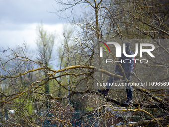 An activist from a ZAD (Zone to Defend) is standing on a cut tree in the Crem'Arbre woods in Saix, Tarn, France, on March 24, 2024. After 37...