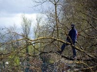 An activist from a ZAD (Zone to Defend) is standing on a cut tree in the Crem'Arbre woods in Saix, Tarn, France, on March 24, 2024. After 37...