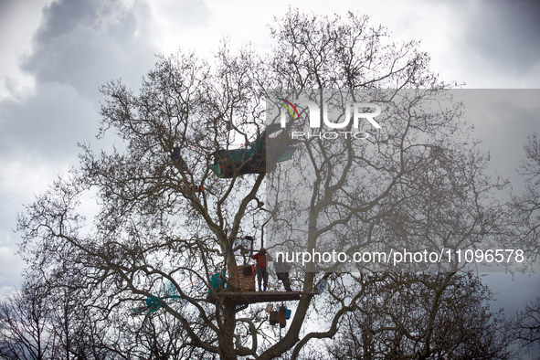 Squirrels are looking at the people from ''Majo,'' a plane tree they have been occupying for 37 days. After spending 37 days in the trees, t...