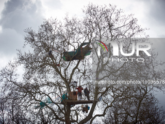 Squirrels are looking at the people from ''Majo,'' a plane tree they have been occupying for 37 days. After spending 37 days in the trees, t...