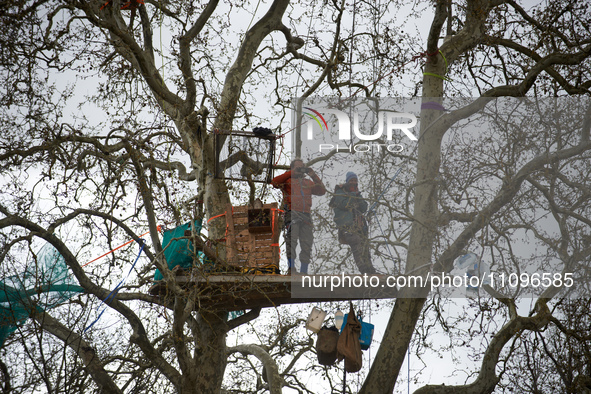 Reva and Tapir are looking at people just before they climb down from Majo, a plane tree they have occupied for 37 days. After spending 37 d...