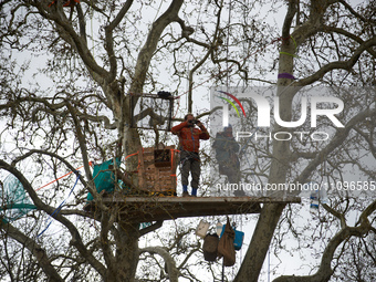 Reva and Tapir are looking at people just before they climb down from Majo, a plane tree they have occupied for 37 days. After spending 37 d...