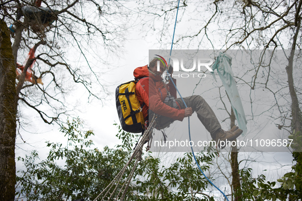 Reva is climbing down from Majo, a plane tree he has occupied for 37 days. After spending 37 days in the trees, the last three 'Ecureuils' (...