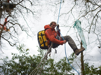 Reva is climbing down from Majo, a plane tree he has occupied for 37 days. After spending 37 days in the trees, the last three 'Ecureuils' (...