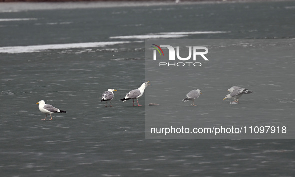 Seagulls are foraging at Dingxiang Lake in Shenyang, Liaoning Province, China, on March 25, 2024. 