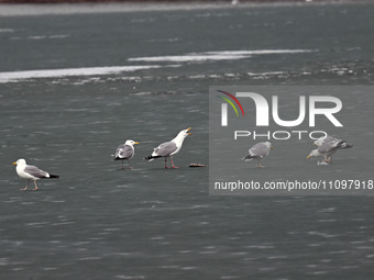 Seagulls are foraging at Dingxiang Lake in Shenyang, Liaoning Province, China, on March 25, 2024. (