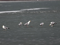 Seagulls are foraging at Dingxiang Lake in Shenyang, Liaoning Province, China, on March 25, 2024. (