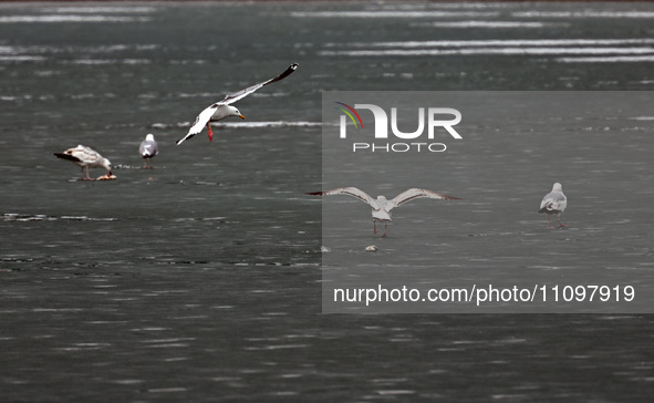 Seagulls are flying over Dingxiang Lake in Shenyang, Liaoning Province, China, on March 25, 2024. 