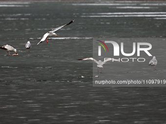 Seagulls are flying over Dingxiang Lake in Shenyang, Liaoning Province, China, on March 25, 2024. (