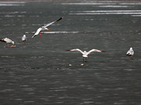 Seagulls are flying over Dingxiang Lake in Shenyang, Liaoning Province, China, on March 25, 2024. (