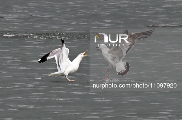 Two seagulls are competing for food at Dingxiang Lake in Shenyang, Liaoning Province, China, on March 25, 2024. 